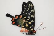 Papilio antenor male