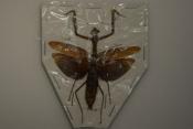 Mantidae sp 6