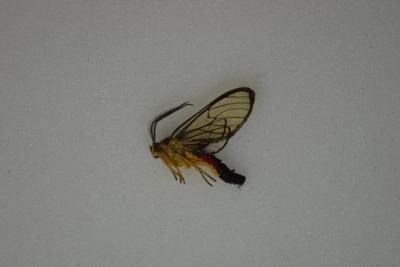 Papillon sp 4