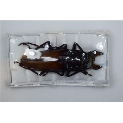 Callipogon barbatus male +73mm