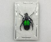 Dicheros modestus