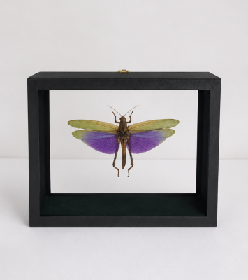 DBV Tropidacris albipes male ailes ouvertes