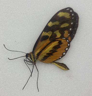 Mechanitis isthmia