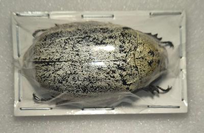 Lepidiota stigma blanche