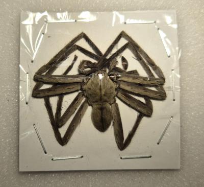 Spider gris 3/4 cm
