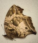 Salamis cytora femelle