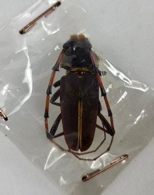 Dorcadocerus barbatus