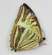 morpho zephyritis femelle