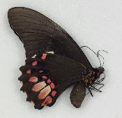 Papilio anchisiades