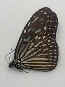 Euploea hamata