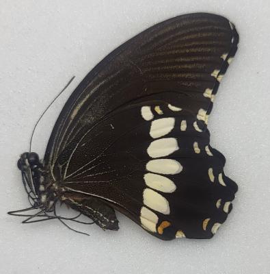 Papilio polytes