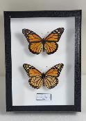Boîte Cloche Danaus plexippus recto verso
