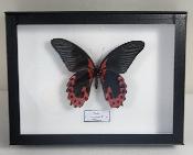 Boîte Cloche Papilio rumanzovia male