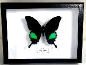 Boîte Cloche Papilio paris male