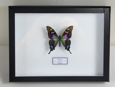 Boîte Cloche Graphium weskei male