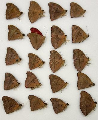 Cymothoe sangaris male A- lot de 20 pce