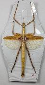Eurycnema versirubra femelle jaune A-