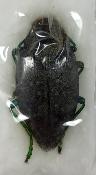 Polybothris navicularis