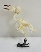 Pcynonotus aurigaster