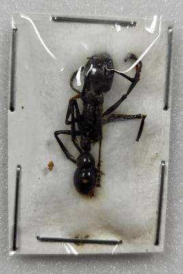 Paraponera clavata