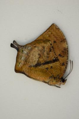Anaea offa femelle