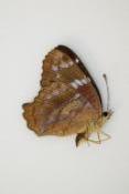 Anartia amathea male equateur
