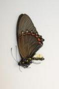 Battus belus male