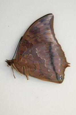 Charaxes distanti male
