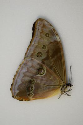 Morpho aurora isidorssoni male A-