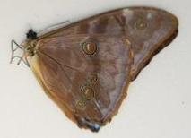 Morpho aurora lamasi male