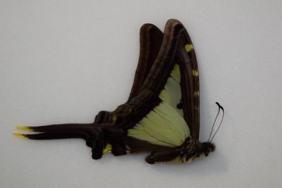 Papilio leucaspis male