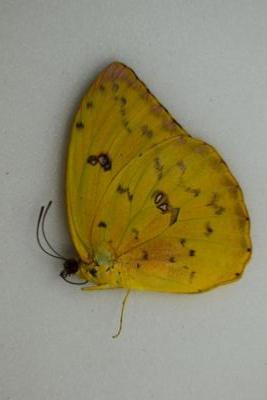 Phoebis philea femelle