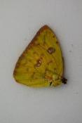 Phoebis sennae femelle jaune/orange