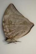 Zeuxidia aurelius male ou femelle
