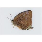 Arhopala araxes mâle