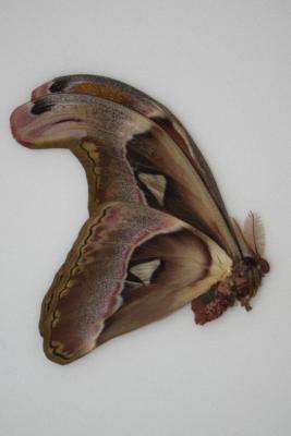 Attacus erebus male