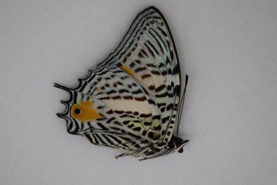 Baeotus baeotus male