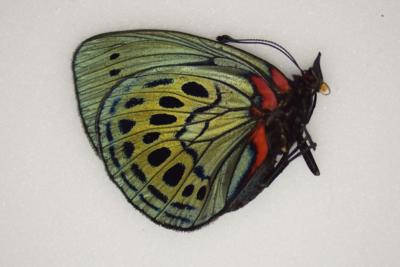 Callithea leprieuri A1