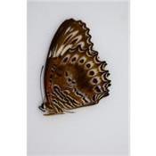 Cethosia chrysippe ssp. chrysippe femelle