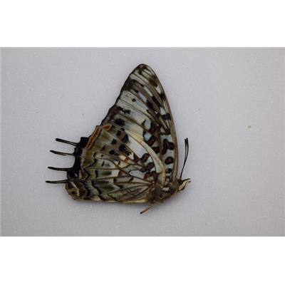 Charaxes etesipe femelle A-