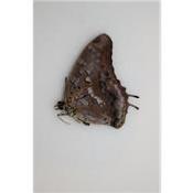 Charaxes etheocles virilis femelle