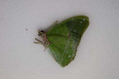 Charaxes eupale mâle