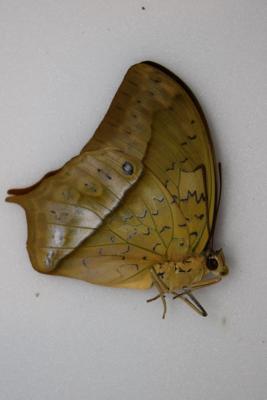 Charaxes fulvescens fulvescens mâle