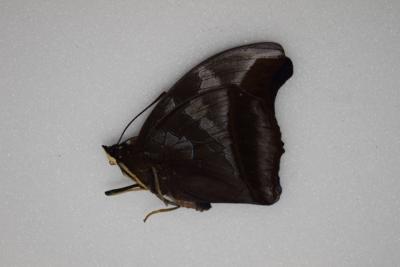 Charaxes laodice mâle