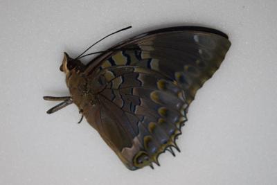 Charaxes smaragdalis smaragdalis male