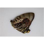 Charaxes zingha femelle
