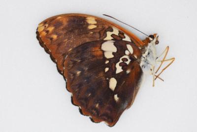 Cymothoe beckerie male