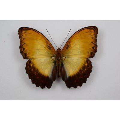 Cymothoe beckeri male recto étalé