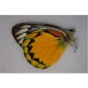 Delias oraia adonarensis male