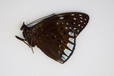 Dichorragia ninus ssp male